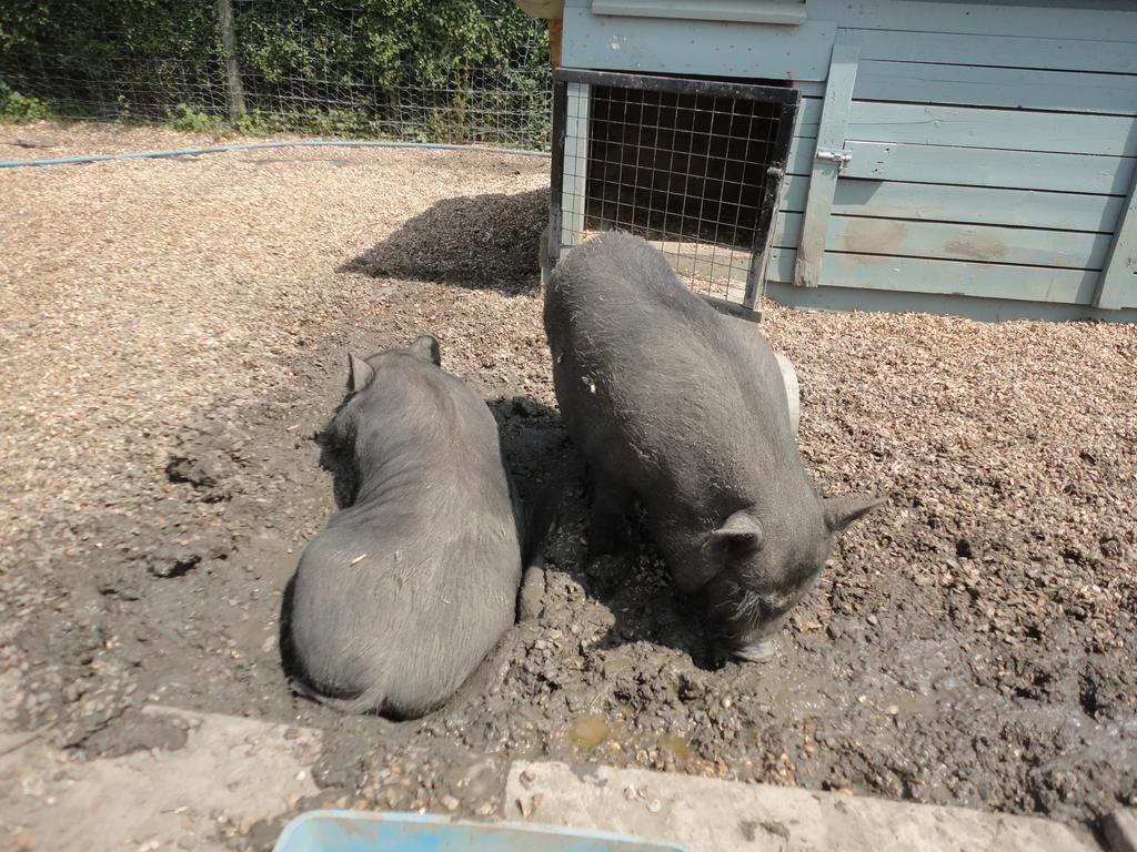 Willow Court Farm Studio East & Petting Farm, 8 Mins To Legoland & Windsor, 15 Mins To Lapland Uk Exterior photo